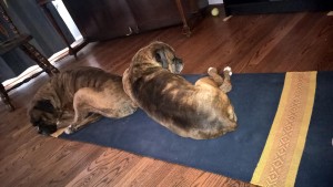 Down Dogs on my yoga mat. I love my boxers, but now they're just showing off.